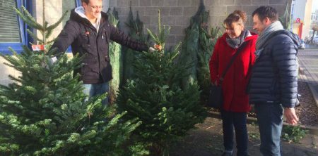 Bio-Tannen für Weihnachten