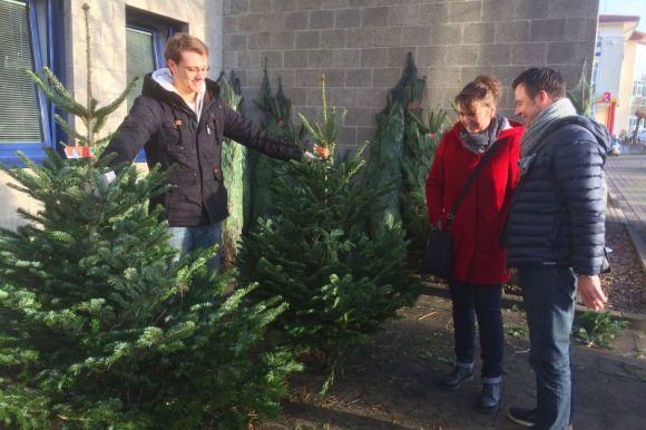 Bio-Tannen für Weihnachten
